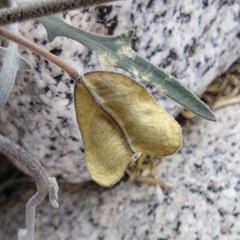 Lyrocarpa coulteri