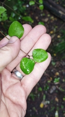 Coprosma rotundifolia