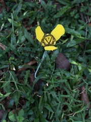 Trimezia martinicensis