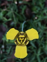 Trimezia martinicensis