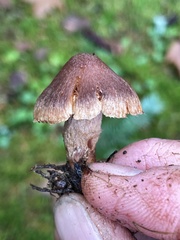 Inocybe cinnamomea