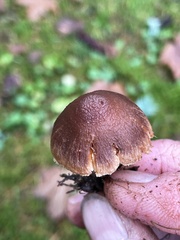 Inocybe cinnamomea