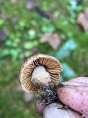 Inocybe cinnamomea