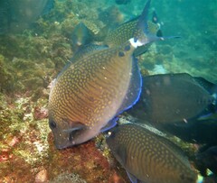 Prionurus maculatus