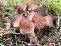 Inocybe cinnamomea