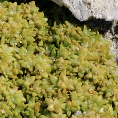 Lithophila muscoides