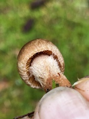 Inocybe cinnamomea