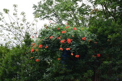 Campsis