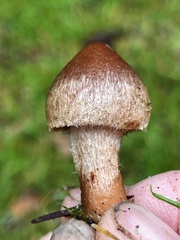 Inocybe cinnamomea