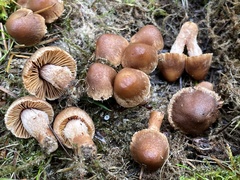 Inocybe cinnamomea