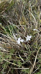 Dianthus