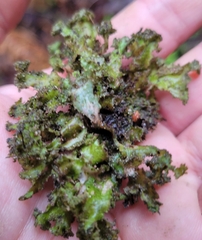 Tuckermanopsis orbata