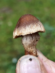 Inocybe cinnamomea