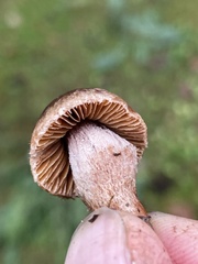 Inocybe cinnamomea