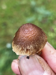 Inocybe cinnamomea