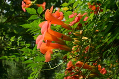 Campsis