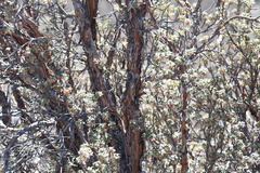 Polylepis tarapacana