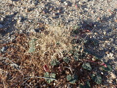 Hypertelis umbellata