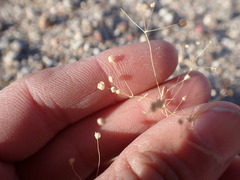 Hypertelis umbellata