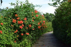 Campsis