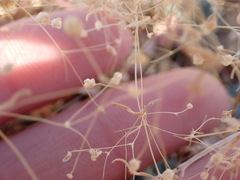 Hypertelis umbellata