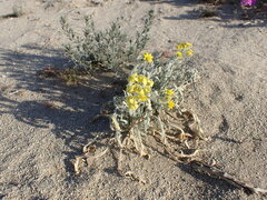 Baileya pauciradiata