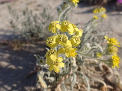 Baileya pauciradiata