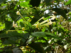 Posoqueria latifolia