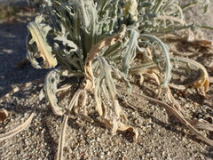 Baileya pauciradiata