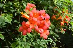 Campsis