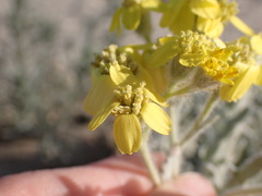 Baileya pauciradiata