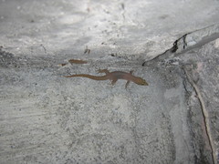 Sphaerodactylus elegans