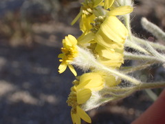 Baileya pauciradiata