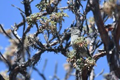 Spinus crassirostris