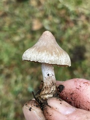 Inocybe pallidicremea