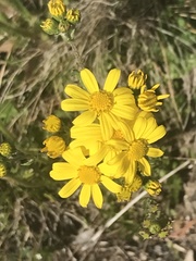 Senecio pinnatifolius alpinus