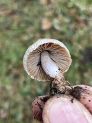 Inocybe pallidicremea