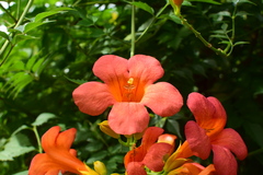 Campsis