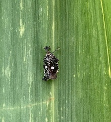 Elasmoscelis perforata