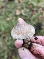 Inocybe pallidicremea