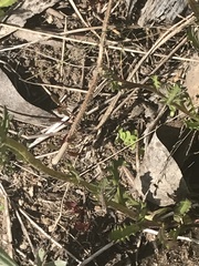 Senecio pinnatifolius alpinus