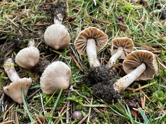 Inocybe pallidicremea