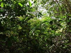 Posoqueria latifolia