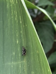 Elasmoscelis perforata