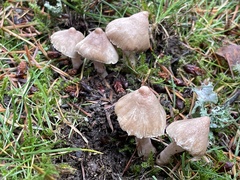 Inocybe pallidicremea