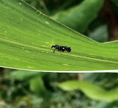 Elasmoscelis perforata