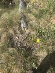 Senecio pinnatifolius alpinus