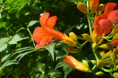 Campsis