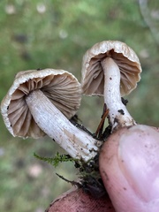 Inocybe pallidicremea