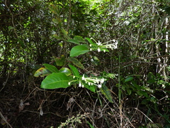 Posoqueria latifolia